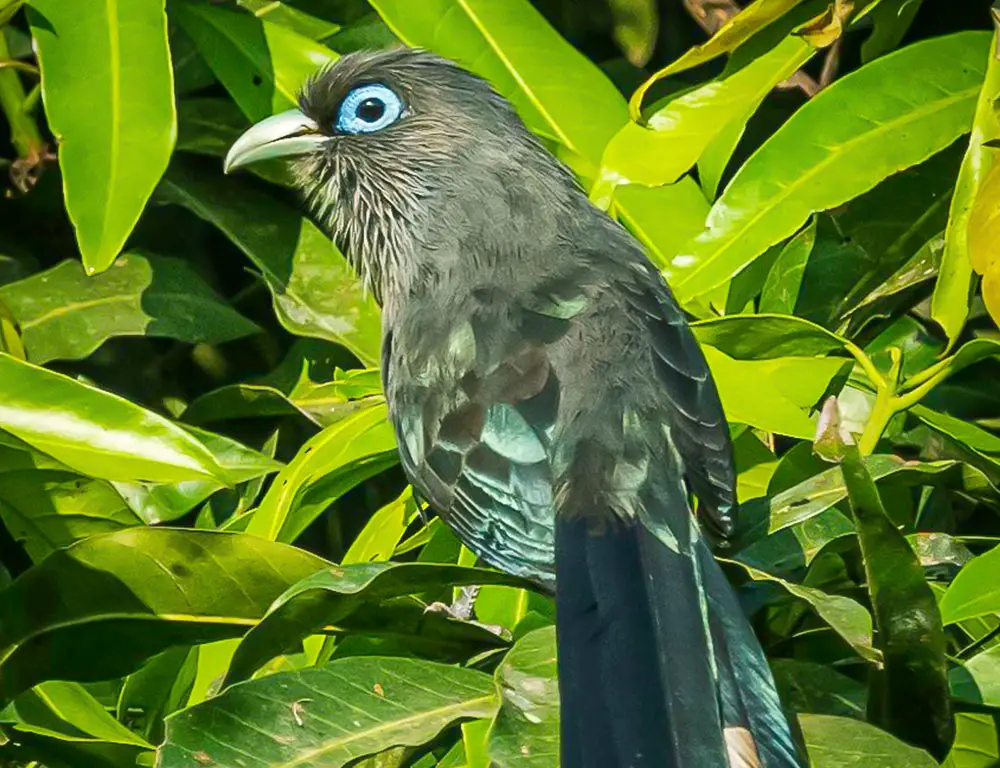 Physical Characteristics of the Blue-Faced Malkoha