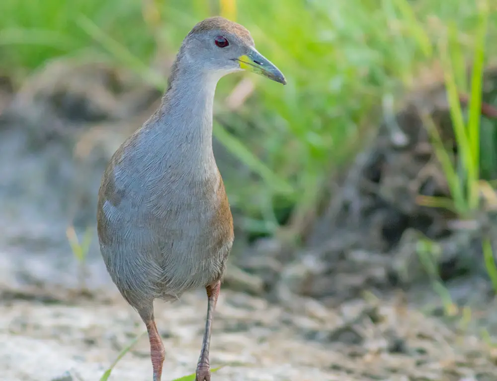 Physical Characteristics of the Brown Crake