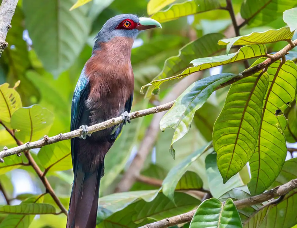 Physical Characteristics of the Chestnut-Breasted Malkoha
