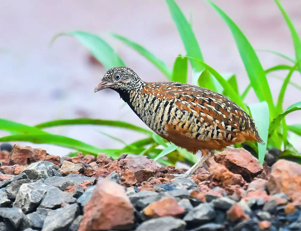 Physical Characteristics of the Common Buttonquail