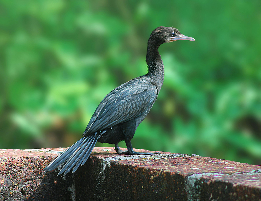 Physical Characteristics of the Indian Cormorant