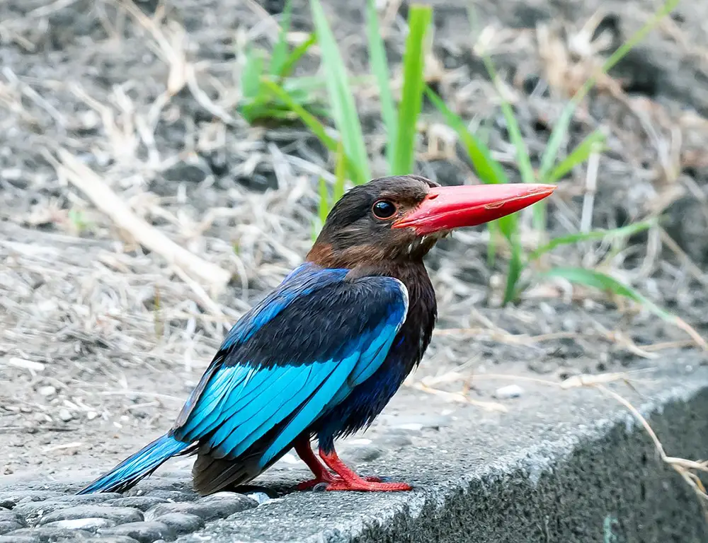 Physical Characteristics of the Javan Kingfisher
