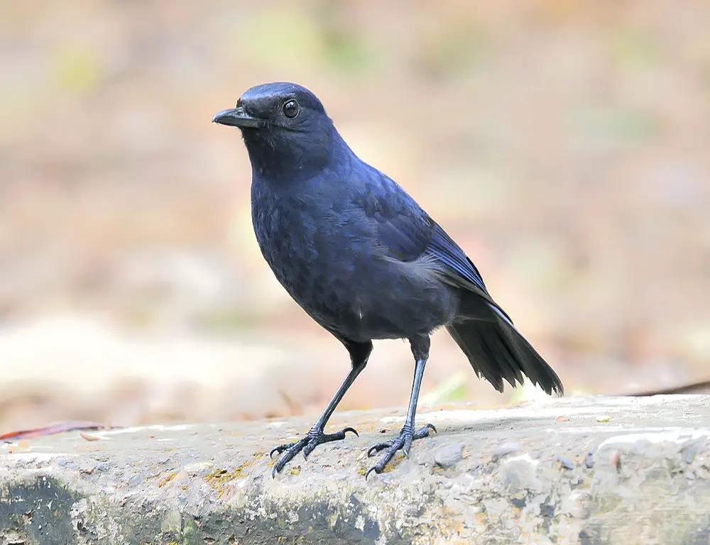 Physical Characteristics of the Javan Whistling Thrush