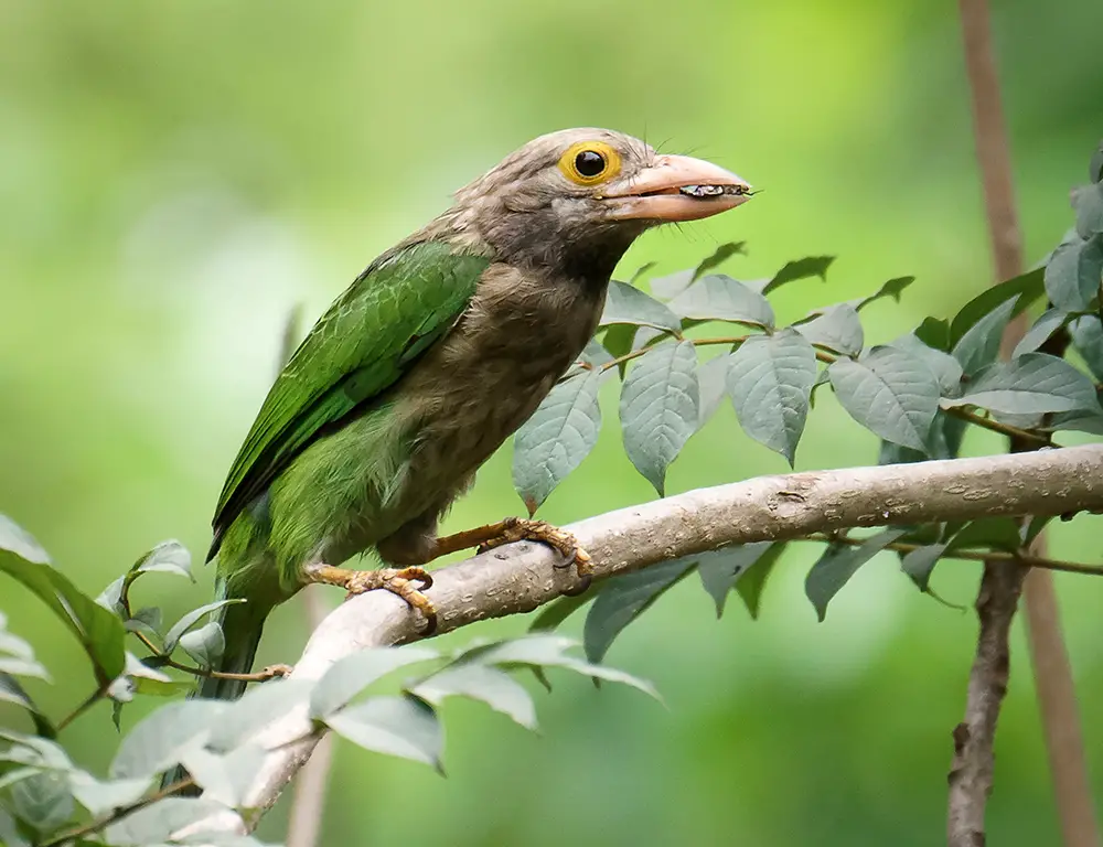 Physical Characteristics of the Lineated Barbet