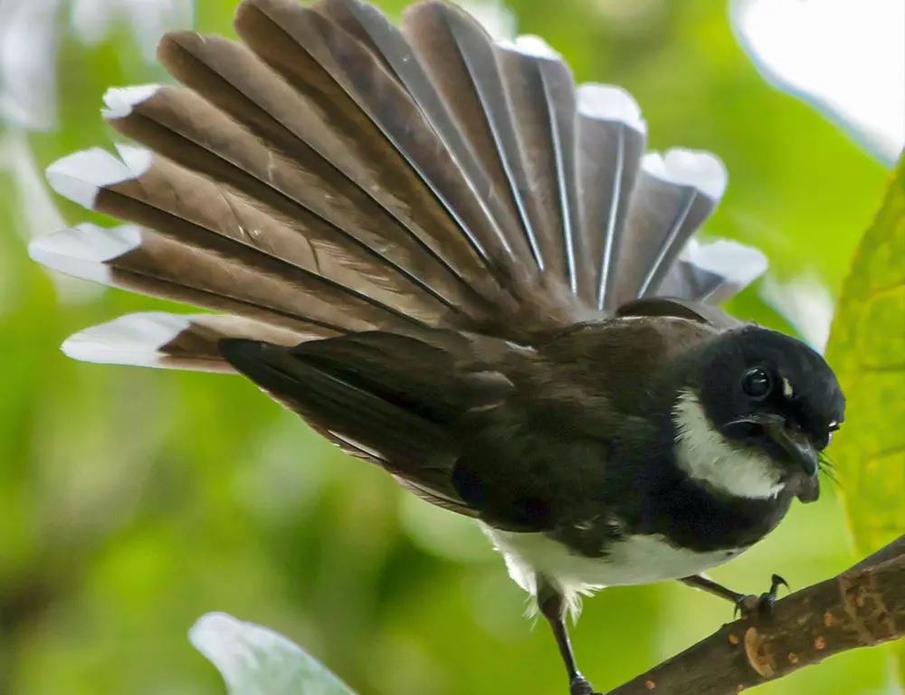 Physical Characteristics of the Malaysian Pied Fantail