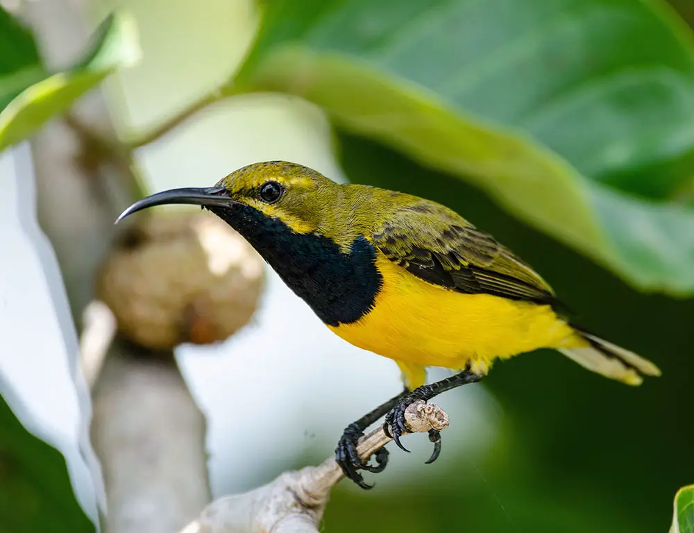 Physical Characteristics of the Olive-Backed Sunbird