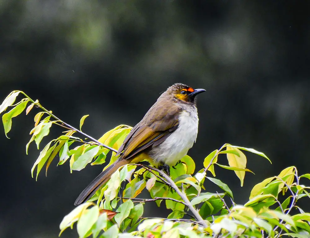 Physical Characteristics of the Orange-Spotted Bulbul