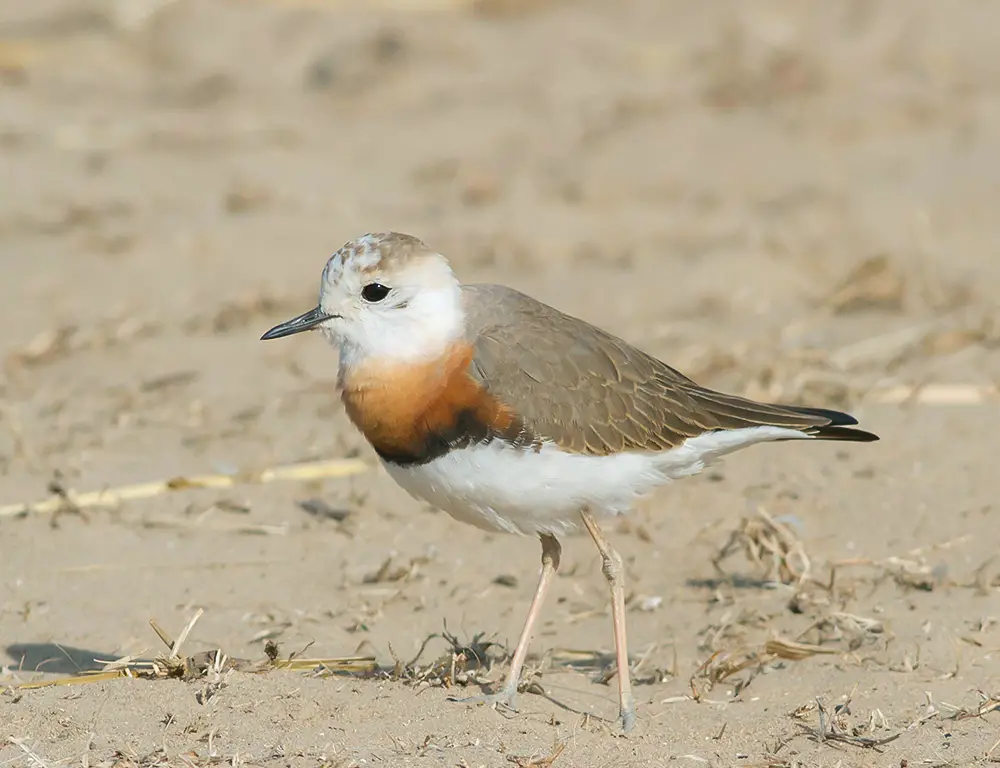Physical Characteristics of the Oriental Plover