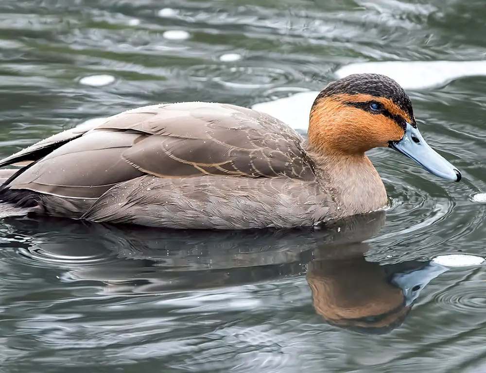 Physical Characteristics of the Philippine Duck