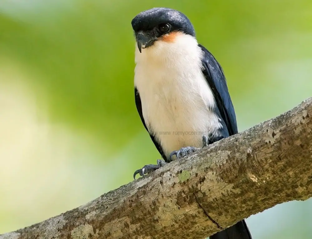 Physical Characteristics of the Philippine Falconet