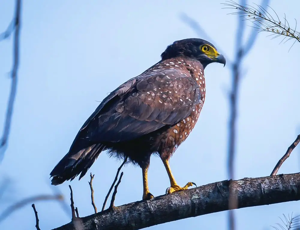Physical Characteristics of the Philippine Serpent Eagle