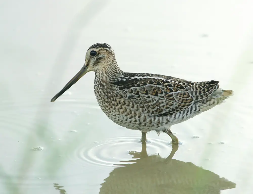 Physical Characteristics of the Pin-Tailed Snipe
