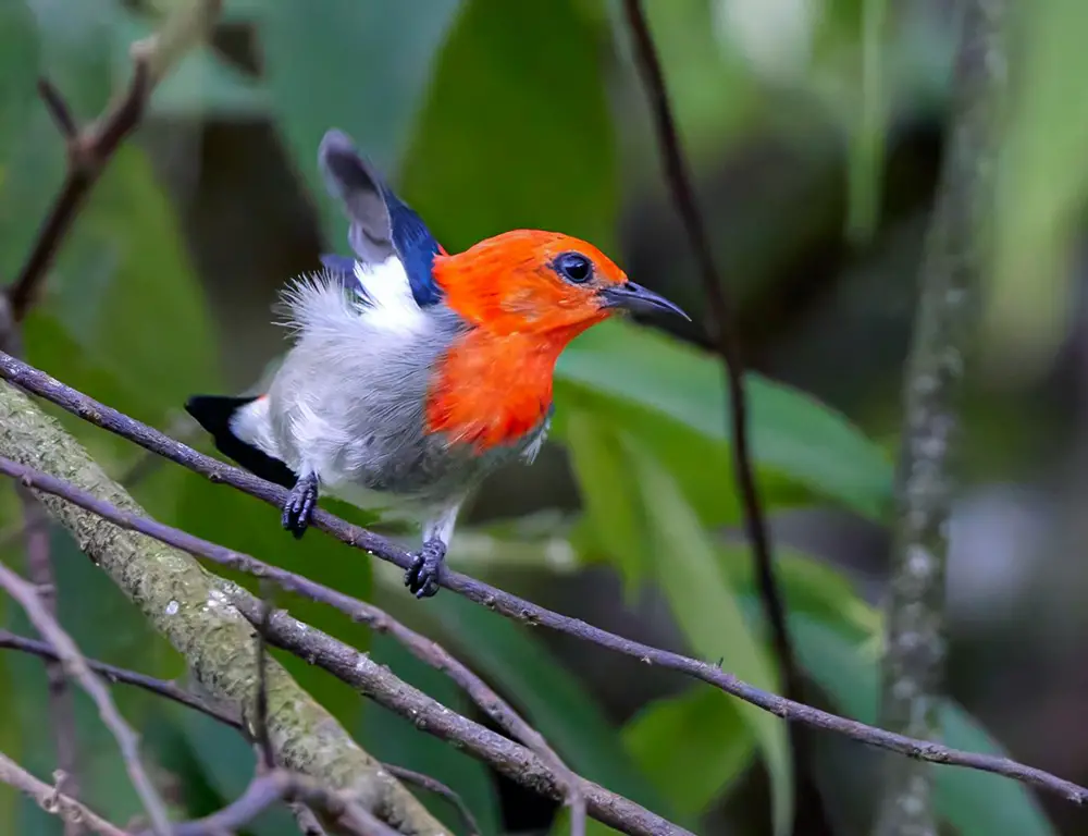 Physical Characteristics of the Scarlet-Headed Flowerpecker