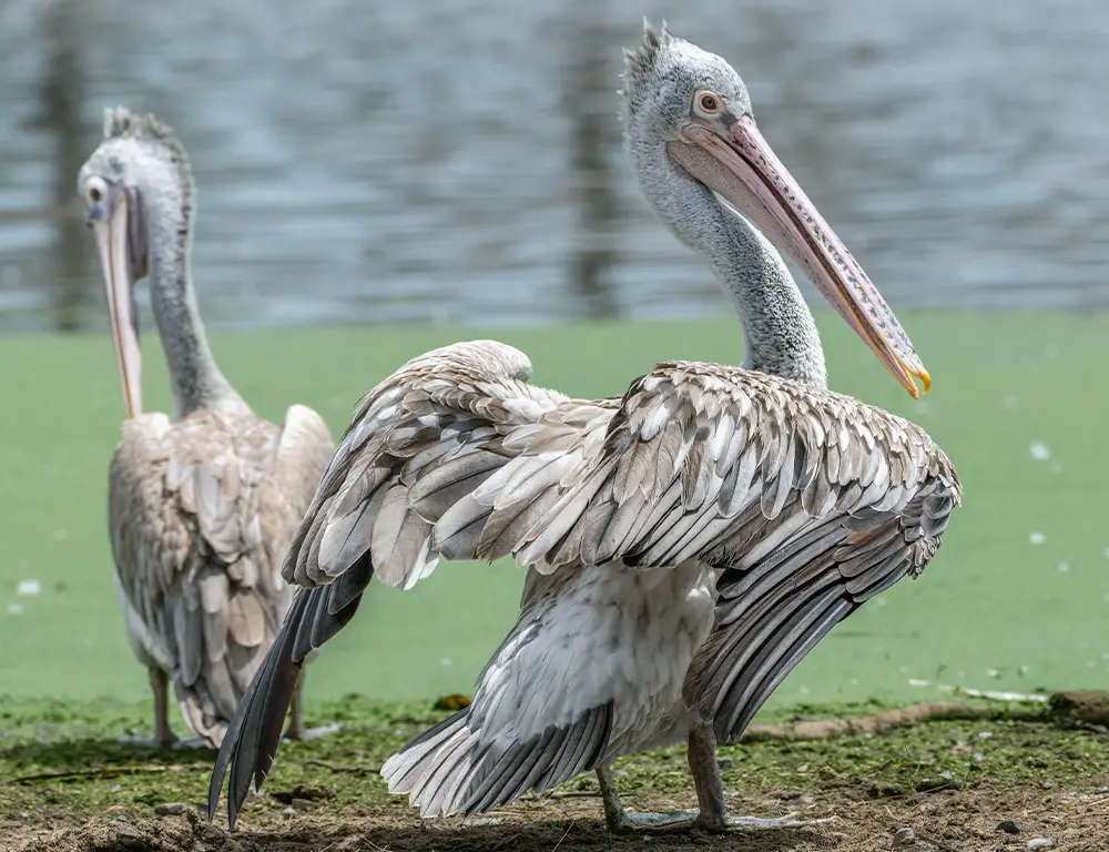 Physical Characteristics of the Spot-Billed Pelican