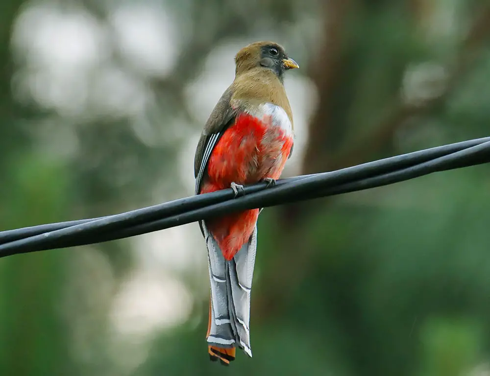 Physical Characteristics of the Trogon