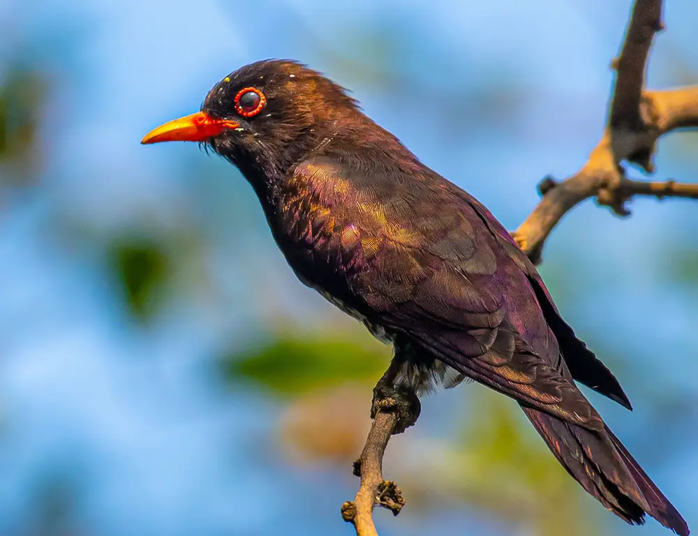 Physical Characteristics of the Violet Cuckoo
