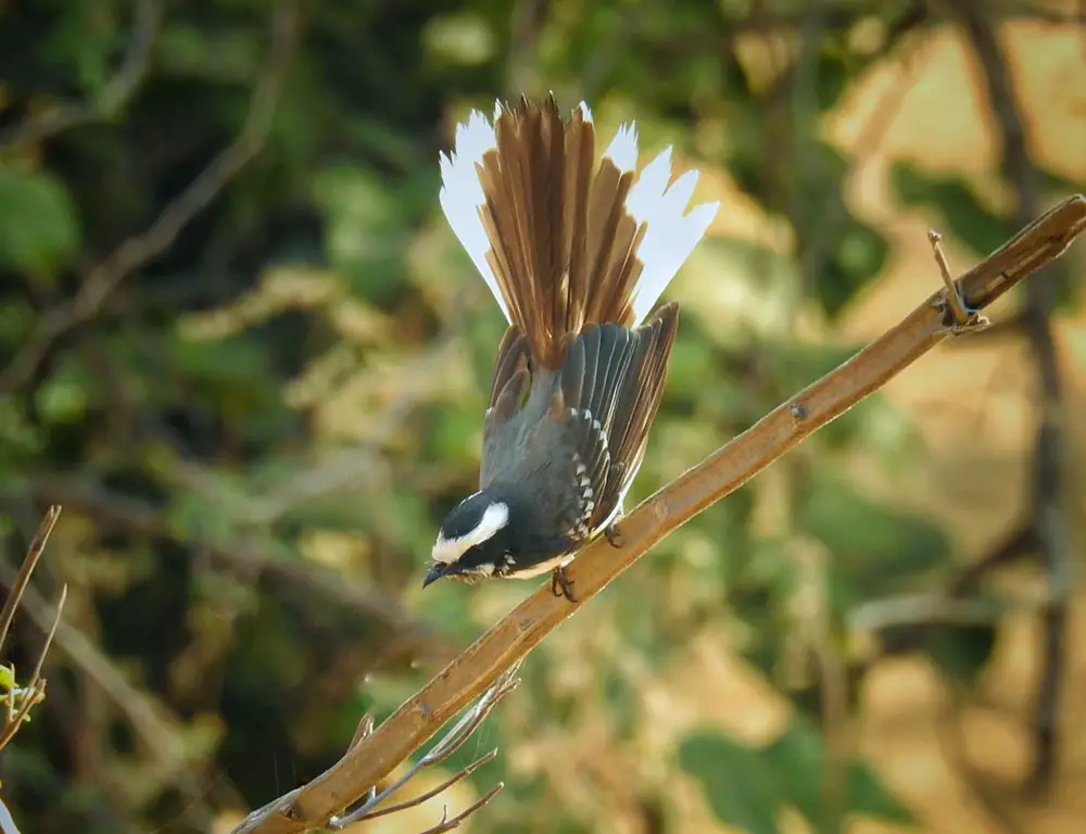 Physical Characteristics of the White-Browed Fantail