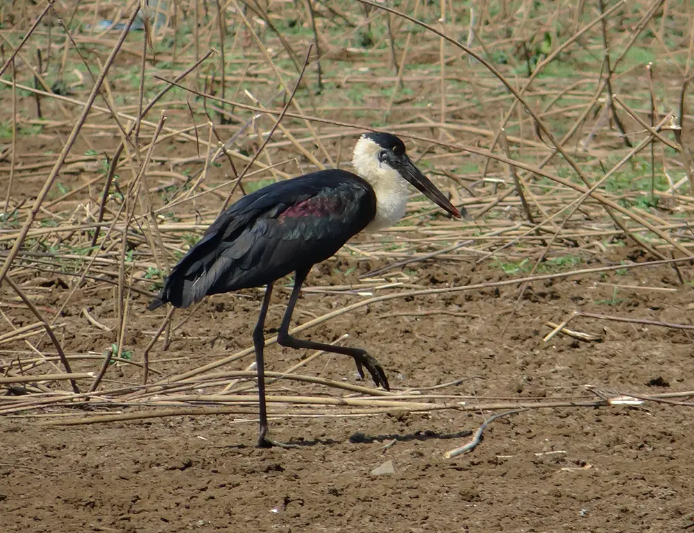 Physical Characteristics of the Woolly-Necked Stork