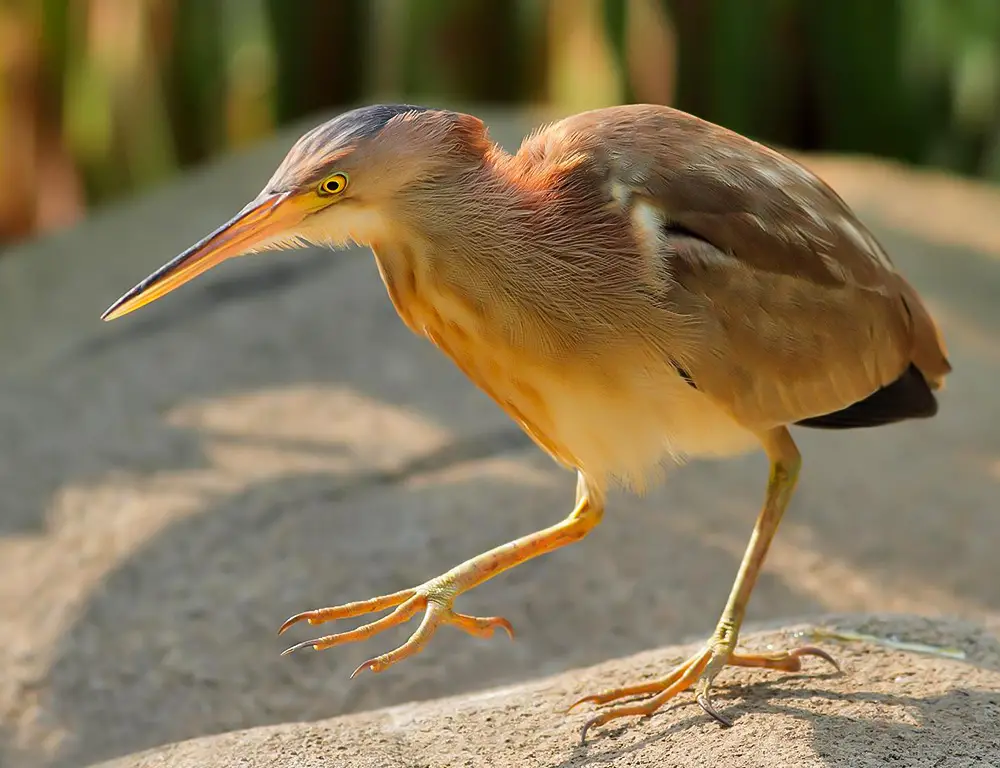 Physical Characteristics of the Yellow Bittern