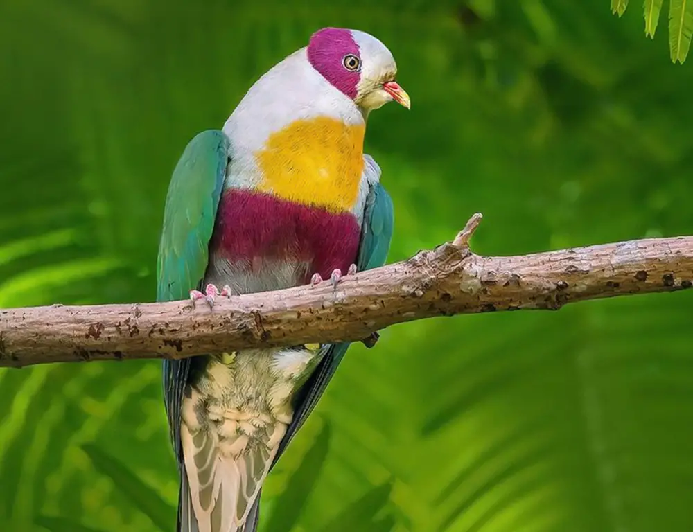 Physical Characteristics of the Yellow-Breasted Fruit Dove