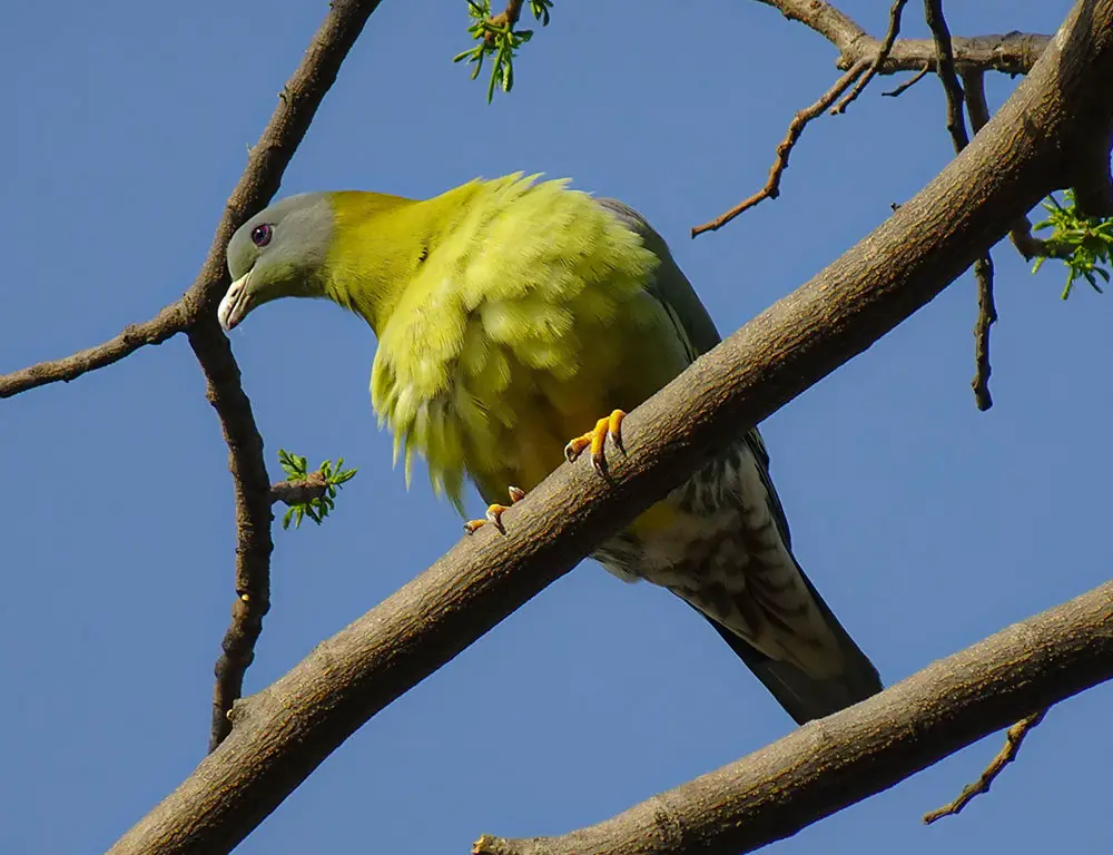 Physical Characteristics of the Yellow-Footed Green Pigeon