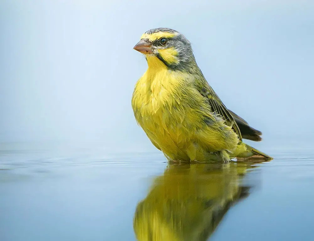 Physical Characteristics of the Yellow-Fronted Canary