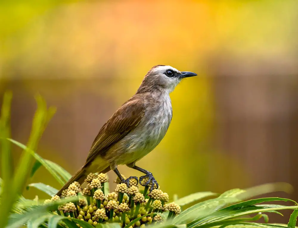Physical Characteristics of the Yellow-Vented Bulbul