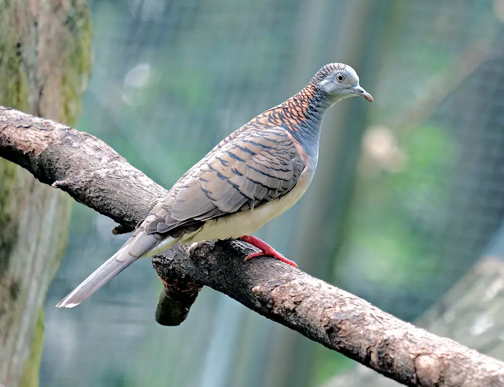 Physical Characteristics of the Zebra Dove