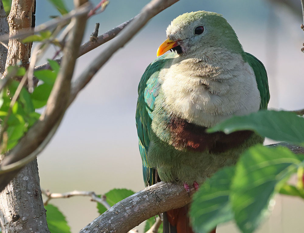 Physical Traits of the Black-Chinned Fruit Dove