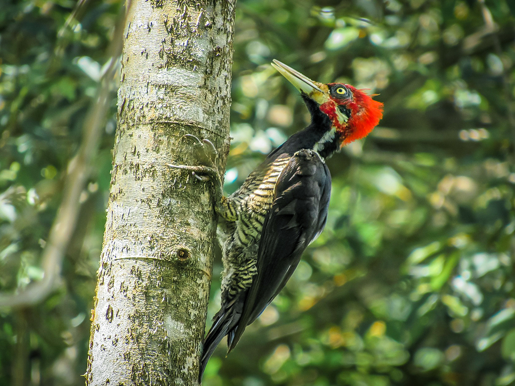 Piciformes