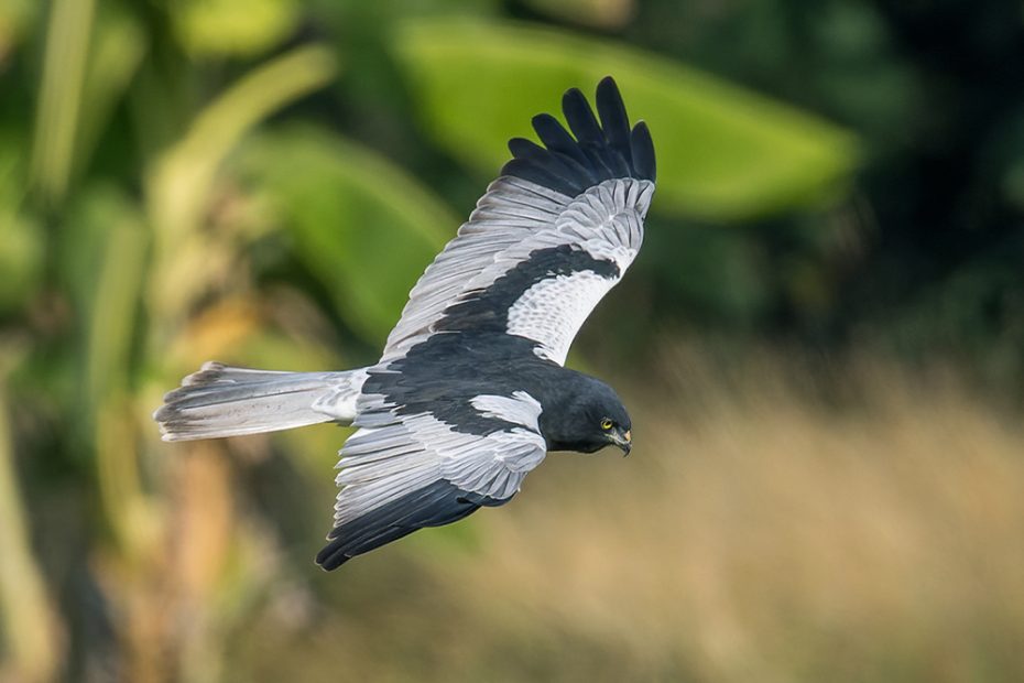 Pied Harrier