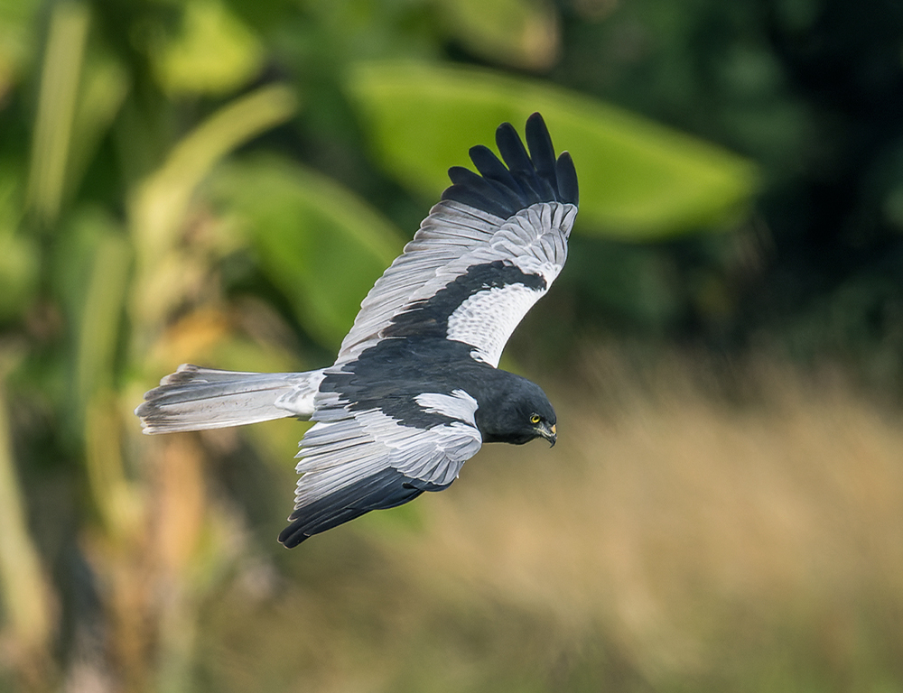 Pied Harrier