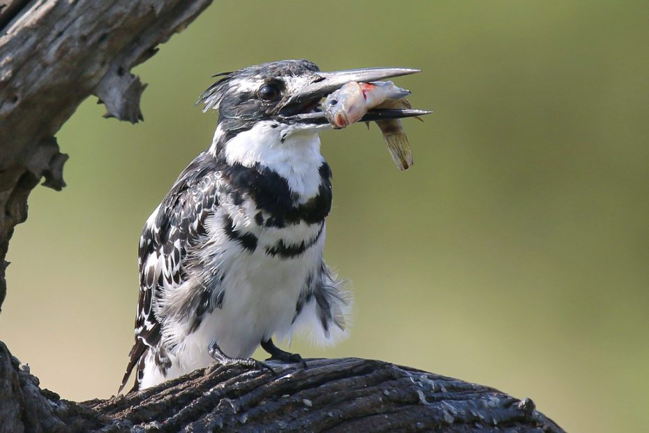 Pied Kingfisher