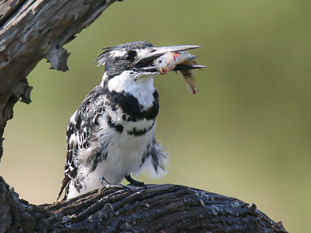 Pied Kingfisher