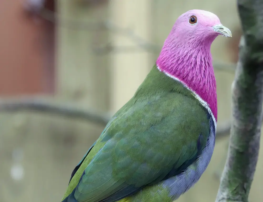 Fun Facts About the Pink-Headed Fruit Dove