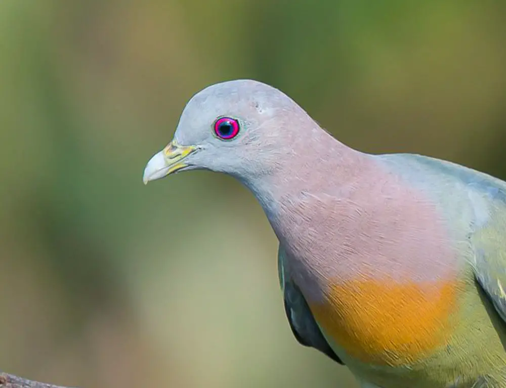 Pink-Necked Green Pigeons Eyes