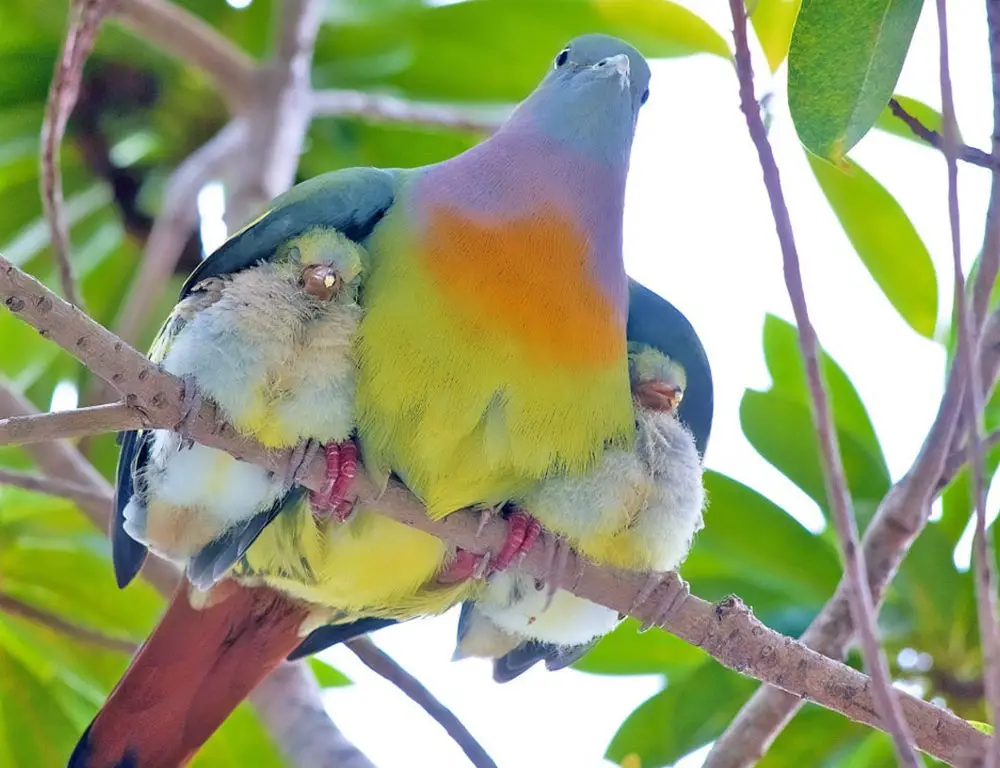 Pink-Necked Green Pigeons Reproduction