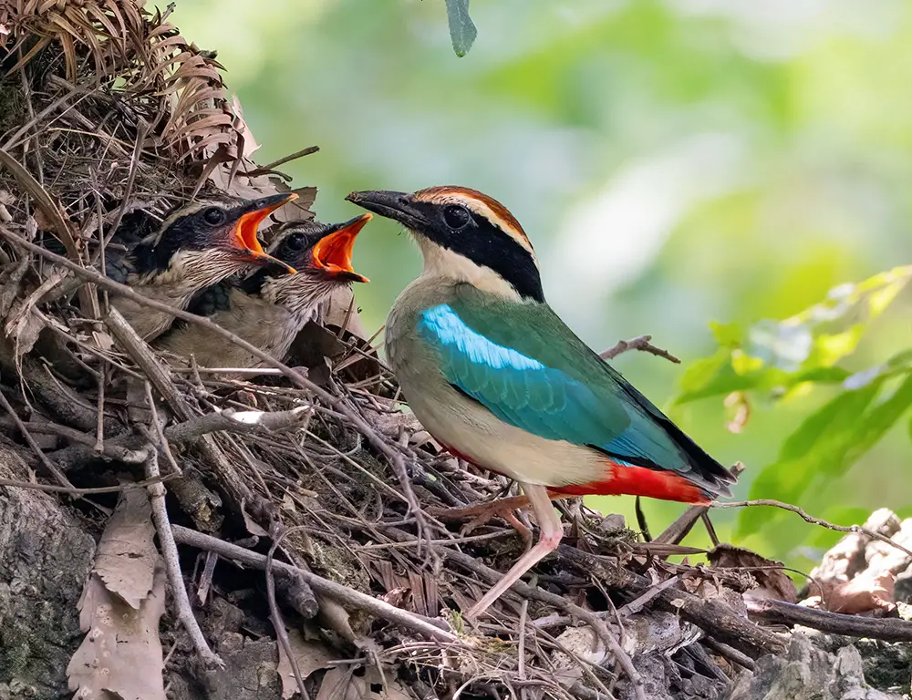 Pittas Bird Nesting and Parental Care