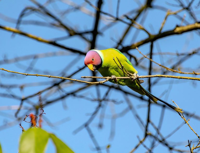 The Enigmatic Plum-headed Parakeet: A Colorful Biography - The Worlds 