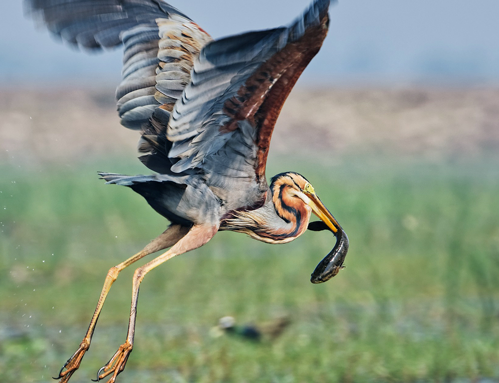 Purple Heron