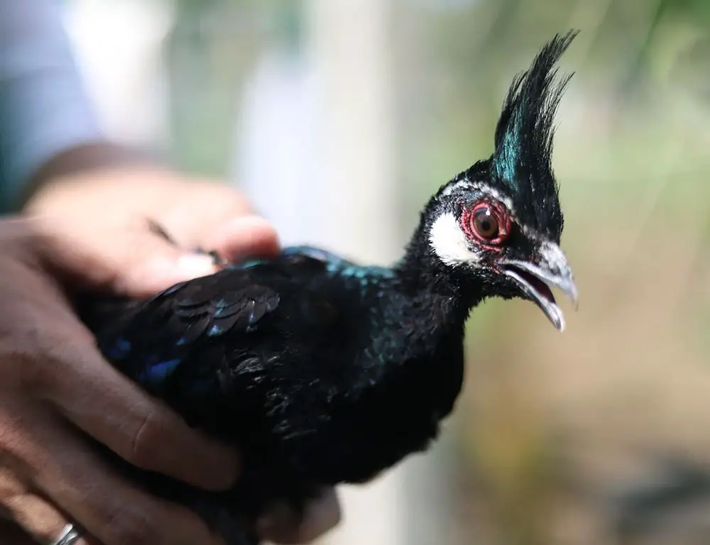 Common Diseases and Treatments of the Palawan Peacock-Pheasant