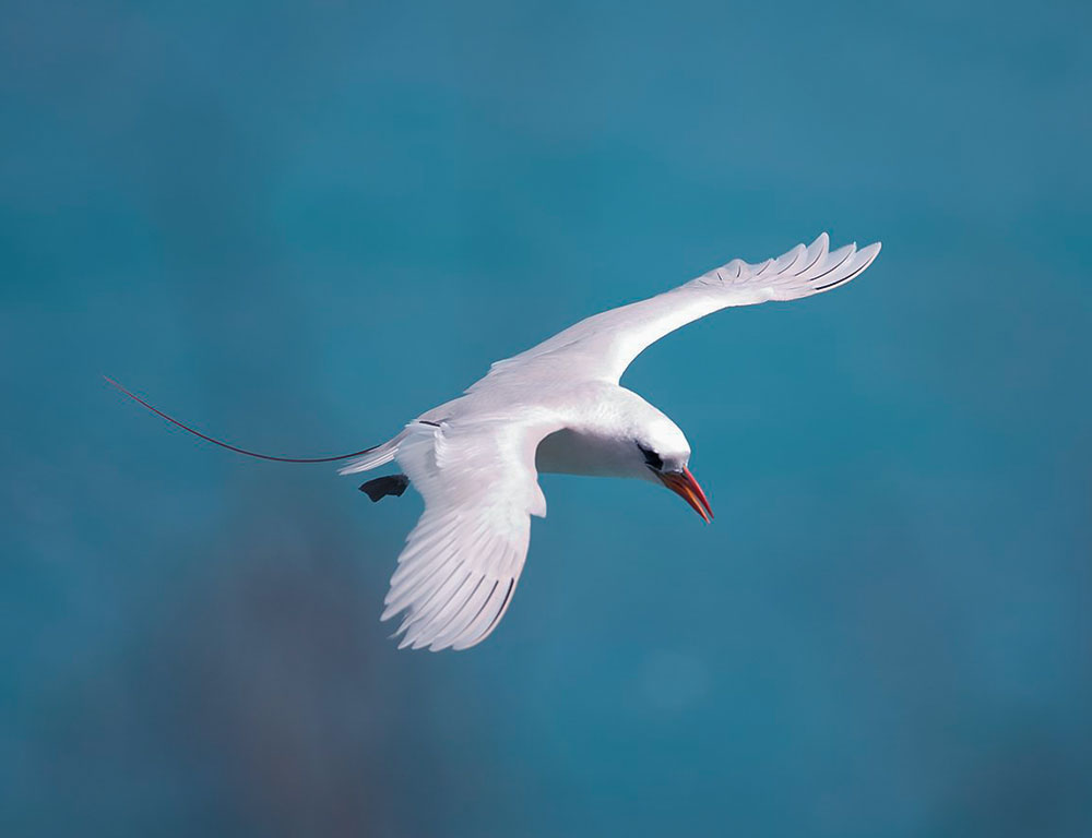 Evolution of Red-Tailed Tropicbird