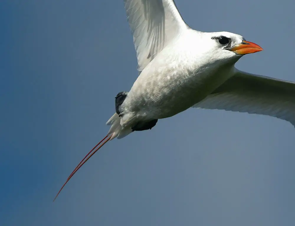 Legs And Feet of Red-Tailed Tropicbird