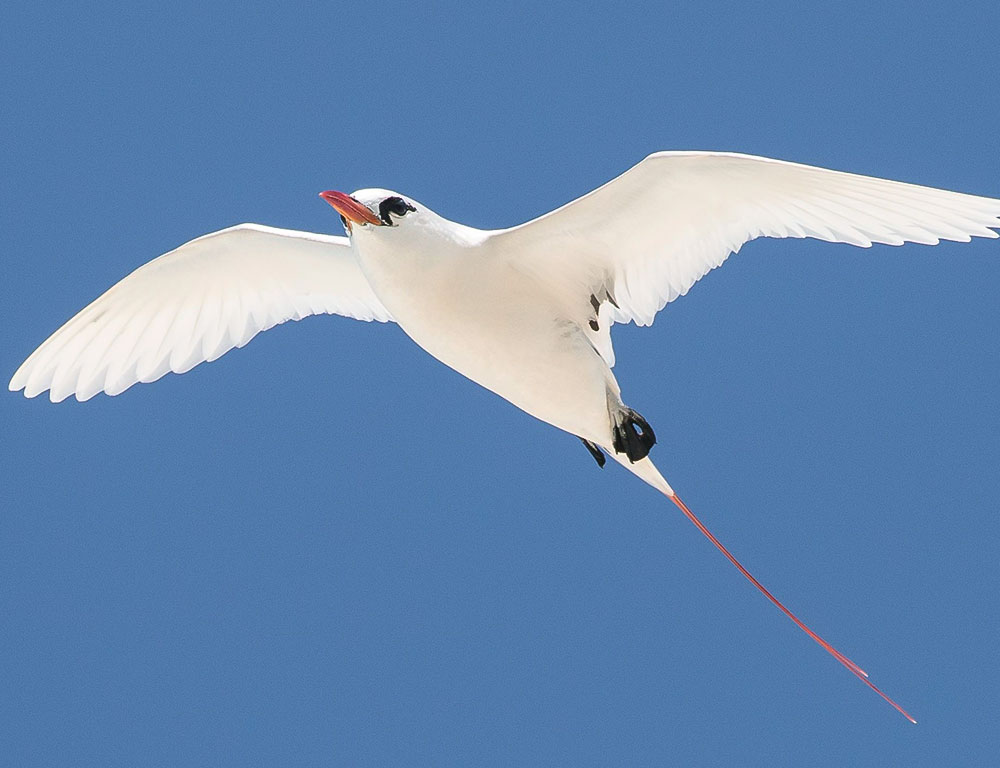 Long Tail Feathers of Red-Tailed Tropicbird