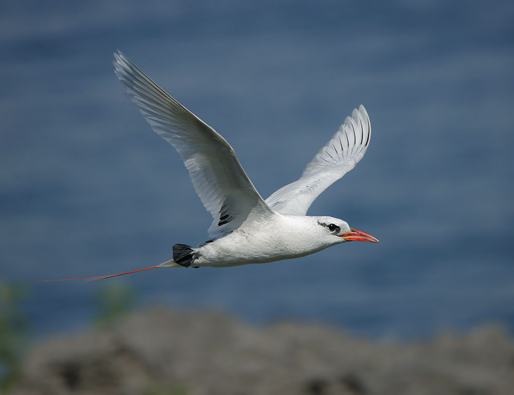 Interesting Facts About Red-Tailed Tropicbird
