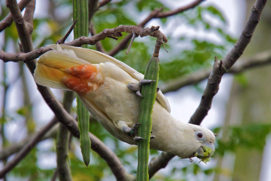 Red-Vented Cockatoo