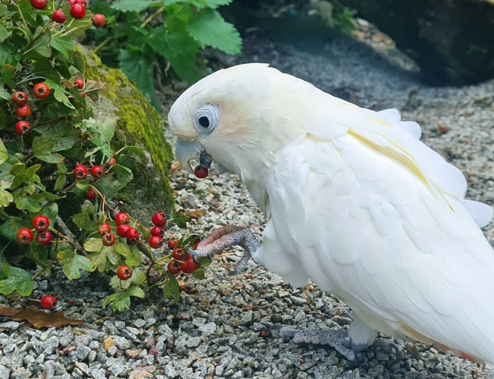 Behavior and Diet of Red-Vented Cockatoo