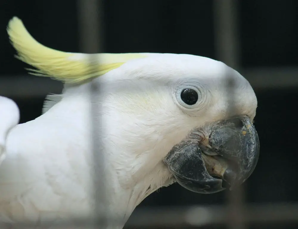 Red-Vented Cockatoo Eye Patches
