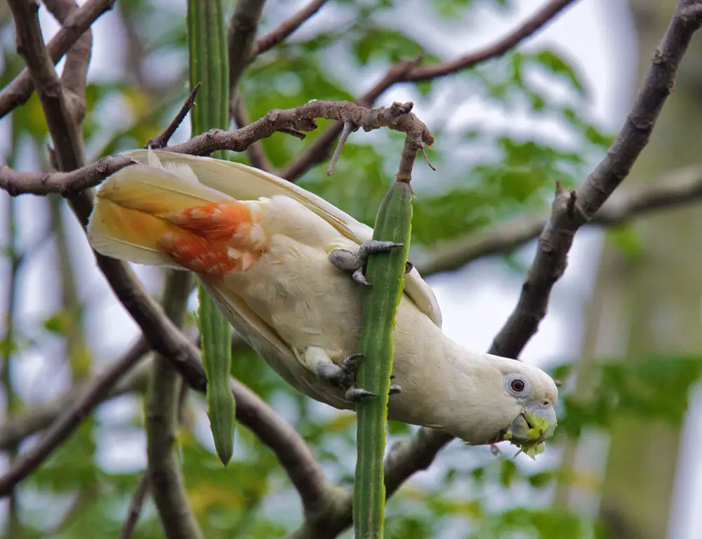 The Vital Role of Conservation Efforts in Safeguarding the Red-Vented Cockatoo