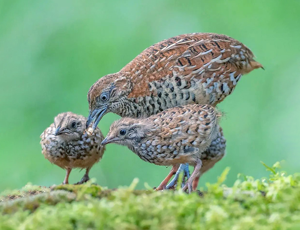 Reproduction and Life Cycle of Barred Buttonquails